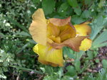 vignette Iris jaune et marron