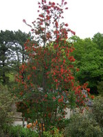vignette Embothrium coccineum, arbre de feu du Chili