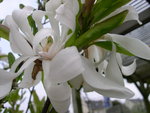 vignette Magnolia stellata 'Waterlily'