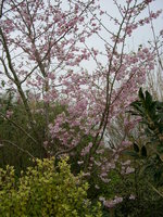 vignette Prunus 'Accolade'