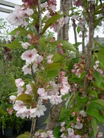 vignette Prunus 'Amanogawa'