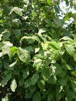 vignette Prunus padus, merisier  grappes, bois puant