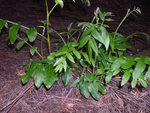 vignette Pterocarya x rehderiana, frne du Caucase