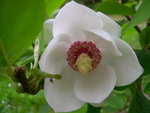 vignette Magnolia sieboldii, fleur