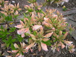 vignette Rhododendron 'Irène Koster'