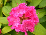 vignette Rhododendron 'Germania'