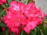 vignette Rhododendron 'Halfdan Lem'