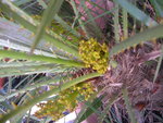 vignette fleurs de mon palmier 