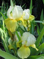 vignette iris jaune et blanc