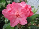 vignette rhododendron 2
