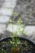 vignette Lygodium japonicum : Jeune plante.