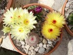 vignette Gymnocalycium (jaune )