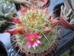 vignette Mammillaria rose vif