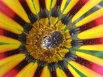 vignette Oxythyrea funesta, attaque sur gazania