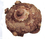 vignette Dracunculus vulgaris, bulbe