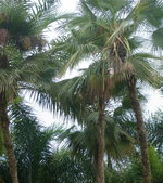 vignette 16 palmier Acoelorrhaphe wrightii