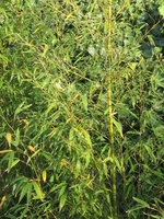 vignette Bambou dor - Phyllostachys aurea - Gasan-Chiku