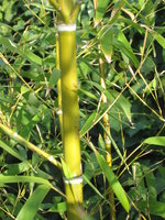 vignette Bambou dor - Phyllostachys aurea
