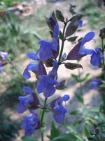 vignette Salvia officinalis