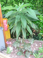 vignette echium pininana