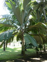 vignette 17 palmier Pelagodoxa henryana