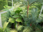 vignette 18 Palmiers Licuala grandis -Cyrtostachys renda