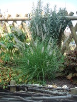 vignette pennisetum orientale