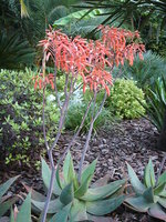 vignette Aloe striata