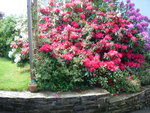 vignette rhododendron (3 pieds)