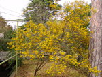 vignette Cassia artemisiaides