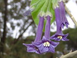 vignette Iochroma grandiflora