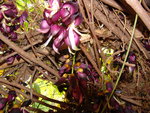 vignette Mucuna atropurpurea