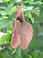 vignette Aristolochia elegans