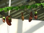 vignette Aristolochia elegans