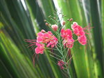 vignette Caesalpina pulcherina 'rosea'