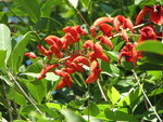 vignette Erythrina crista-gallii