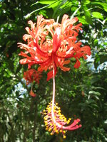 vignette Hibiscus schizopetalus