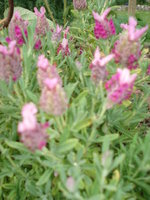 vignette lavandula stoechas 