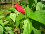 vignette Hibiscus piment  (Malvaviscus penduliflorus )