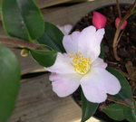 vignette Camellia 'Fairy Blush', hybride