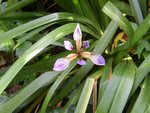 vignette iris foetidissima