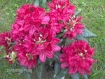 vignette rhododendron  