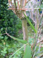 vignette Chimonobambusa quadrangularis