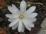vignette fleur de magnolia stellata
