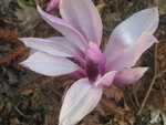 vignette fleur magnolia 