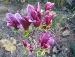 vignette fleur magnolia llilli flora nigra