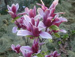 vignette magnolia nigra
