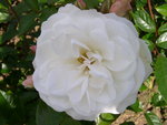 vignette Rosa Iceberg = Rosa KORbin = Rosa Fe des Neiges