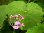 vignette 1 - espce, Pelargonium papilionaceum