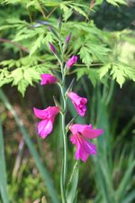 vignette Gladiolus communis ssp. byzantinus